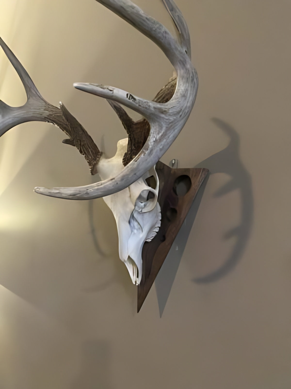 Arrowhead European Trophy Mount | Premium Hardwood Display